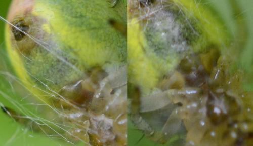 Araniella sp.
